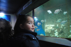 Aquarium-016