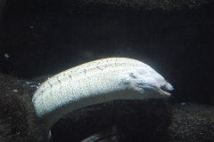 Aquarium-028
