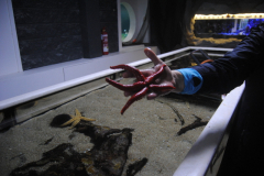 Aquarium-039