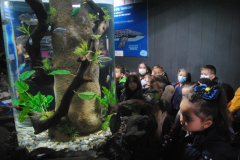 Aquarium-040