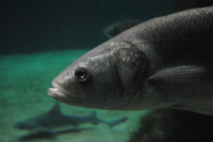 Aquarium-043