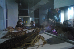 Aquarium-048