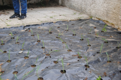 Horta-038