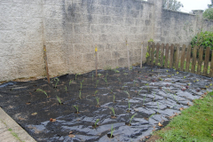 Horta-040