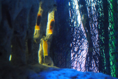 Aquarium-033