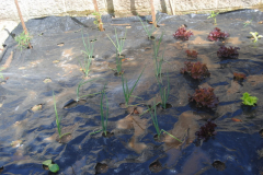 HOrta-033