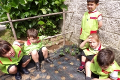 Horta-escolar-EI-013