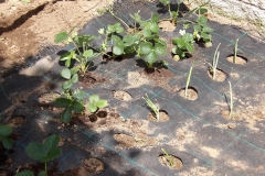 Horta-escolar-EI-079