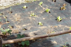 Horta-escolar-EI-080