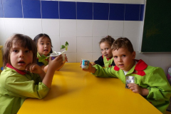 Sementes-008