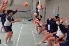 Volley-.31-PM-2